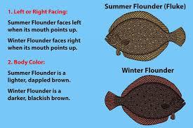 Difference between Fluke and Flounder