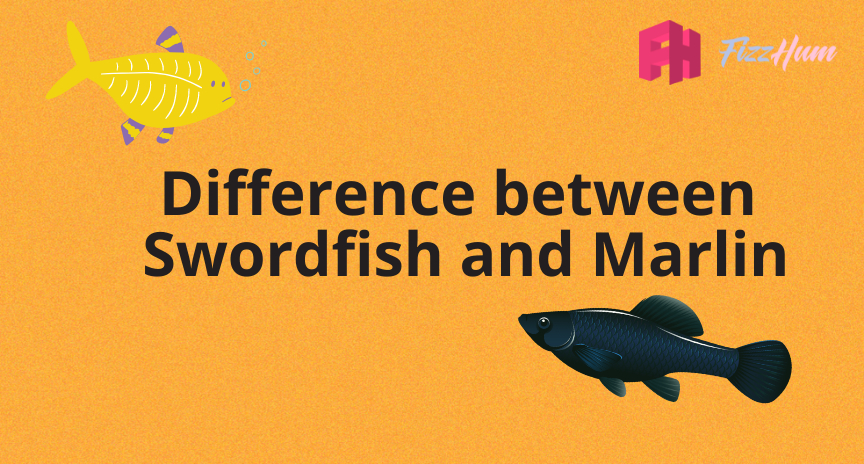 Difference between Swordfish and Marlin