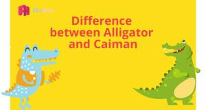 Difference between Alligator and Caiman