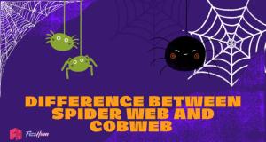 Difference Between Spider Web and Cobweb