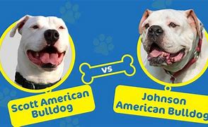 Scott vs Johnson American Bulldog